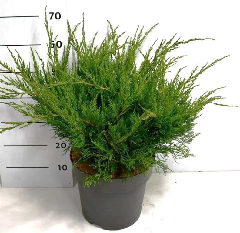 Juniperus pfitzeriana 'Mint Julep', D 32