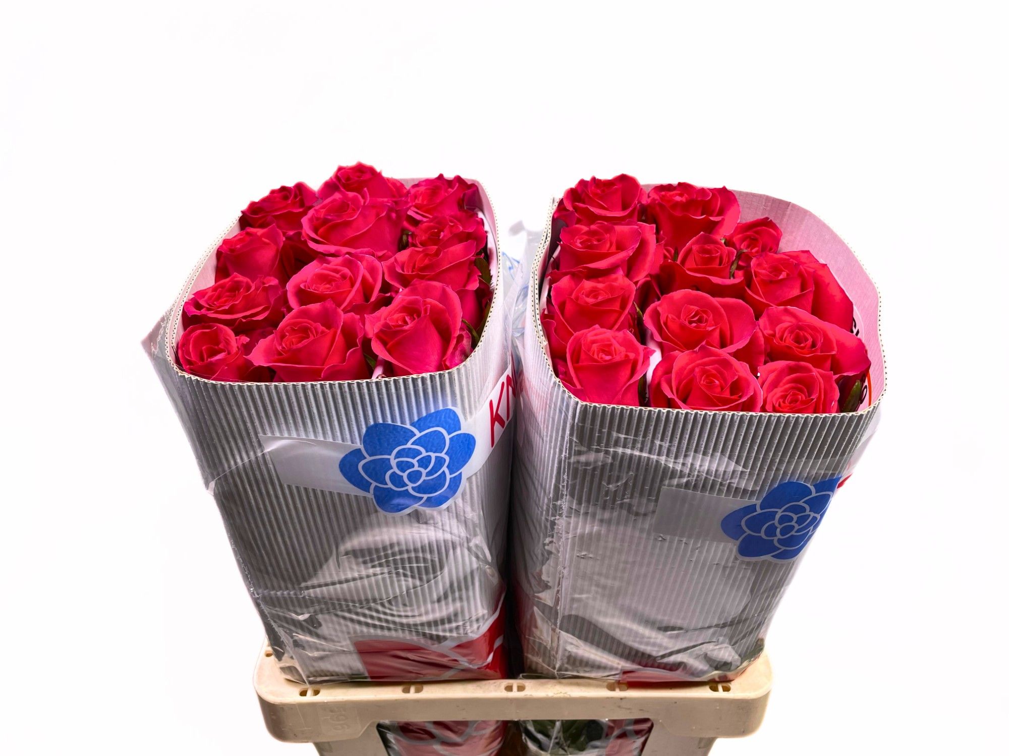 Роза од. KL Готча 50, шт.