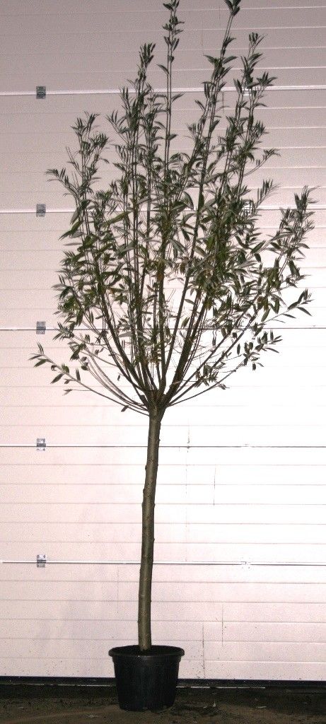 Salix Alba, D 35