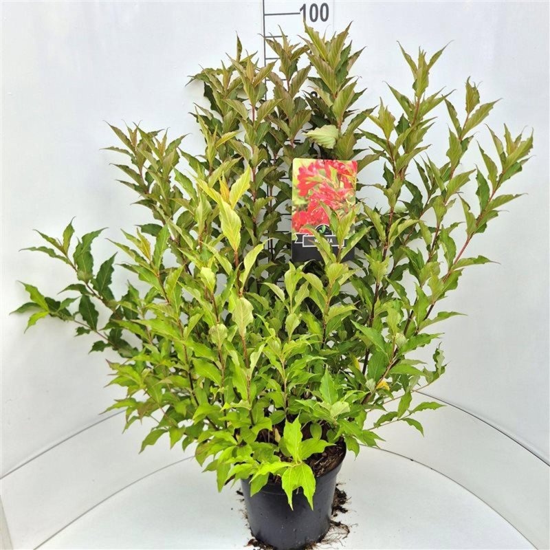 Weigela 'Red Prince', D 29