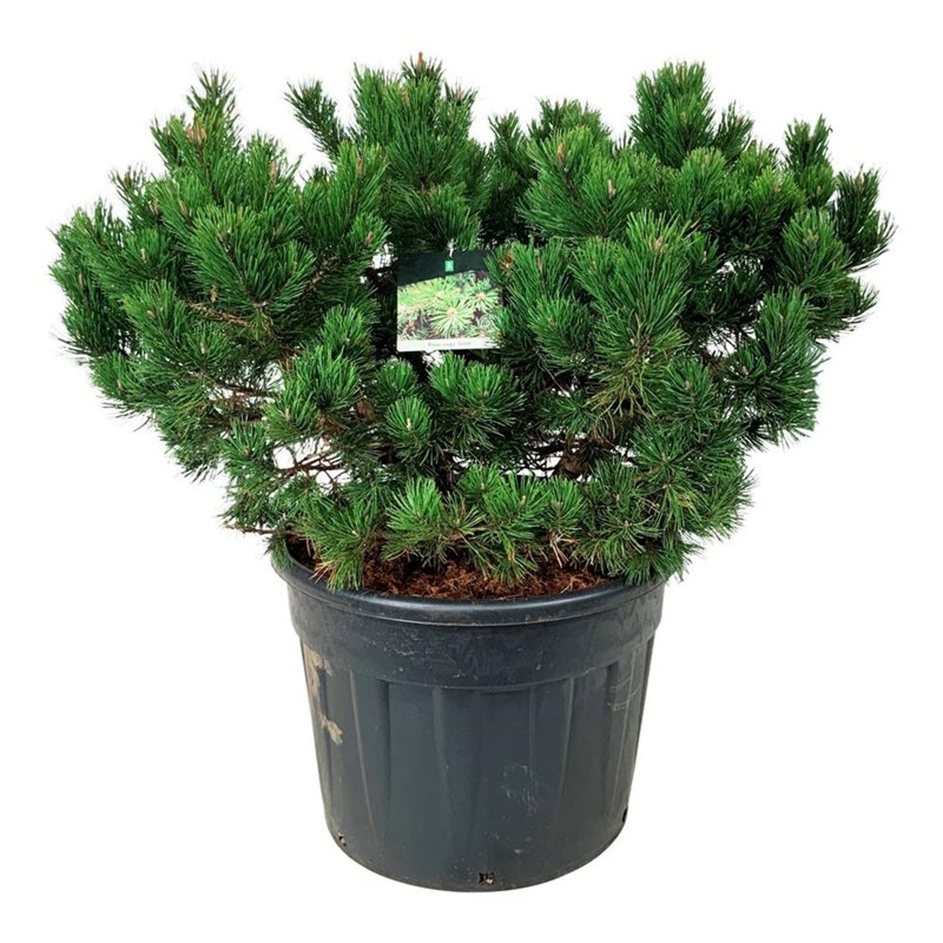 Pinus mugo 'Gnom', D 65 cm