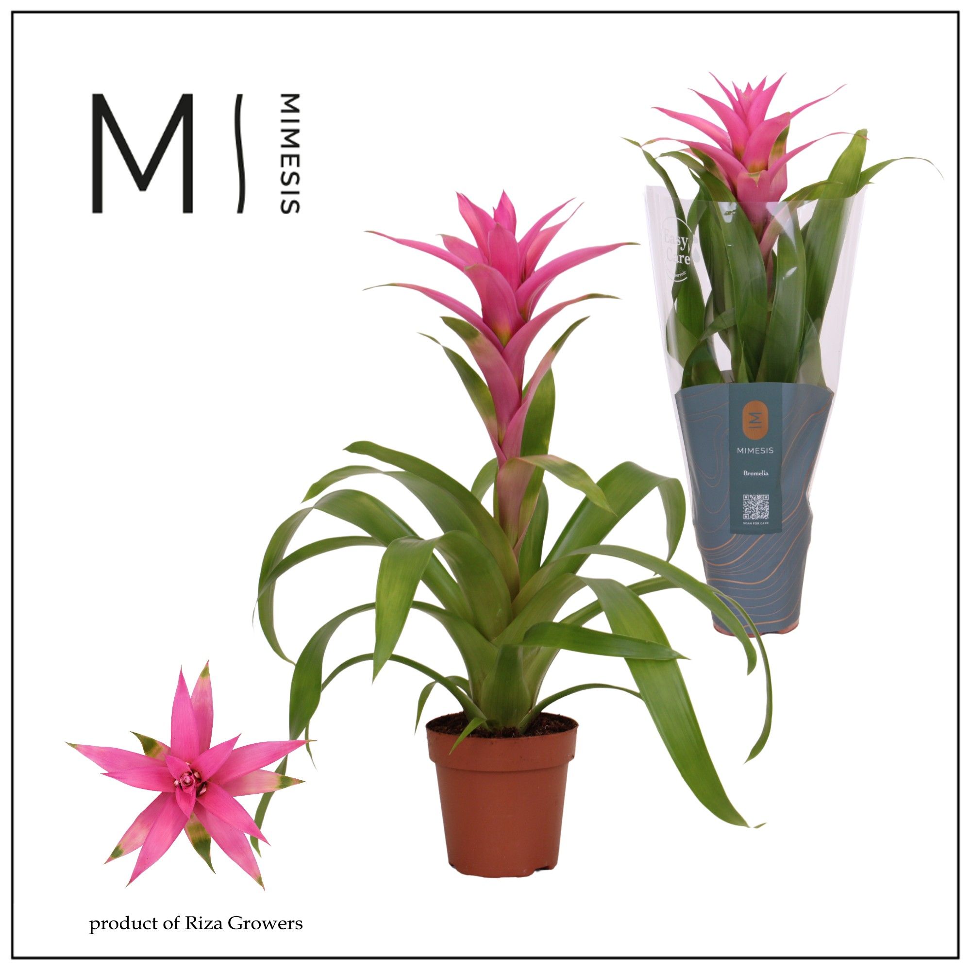 Guzmania Suerte Cerise - 12cm | Mimesis, D 12