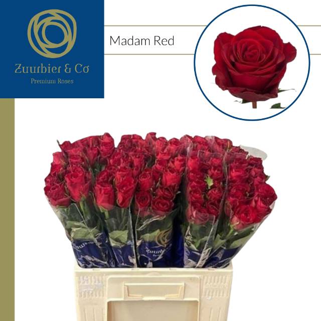 Роза од. Мадам Рэд 60, шт.