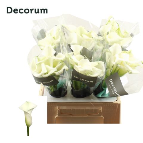 Калла Кристал Блаш 40 (бел.), шт.