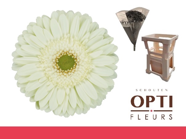 Гербера Минт, шт.