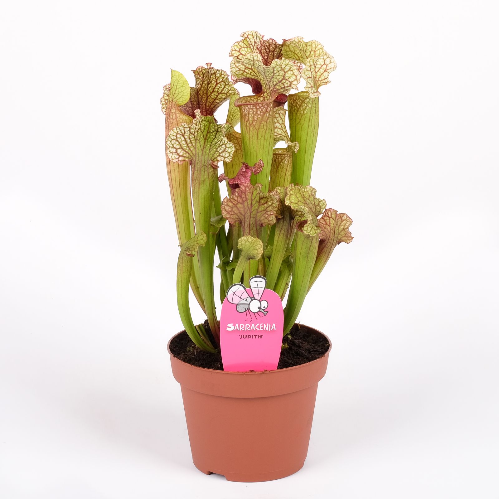 Sarracenia 'Judith', D 12