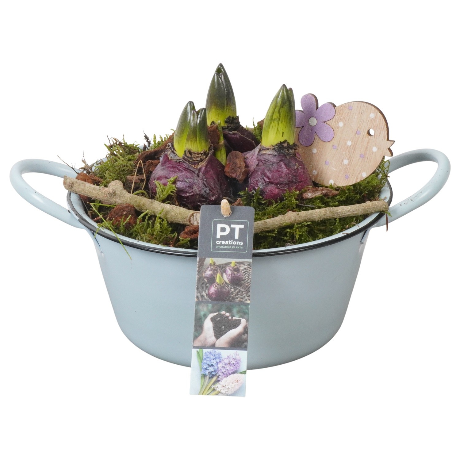 PTHC9110 Arrangement Hyacints in zink schaal, D 19