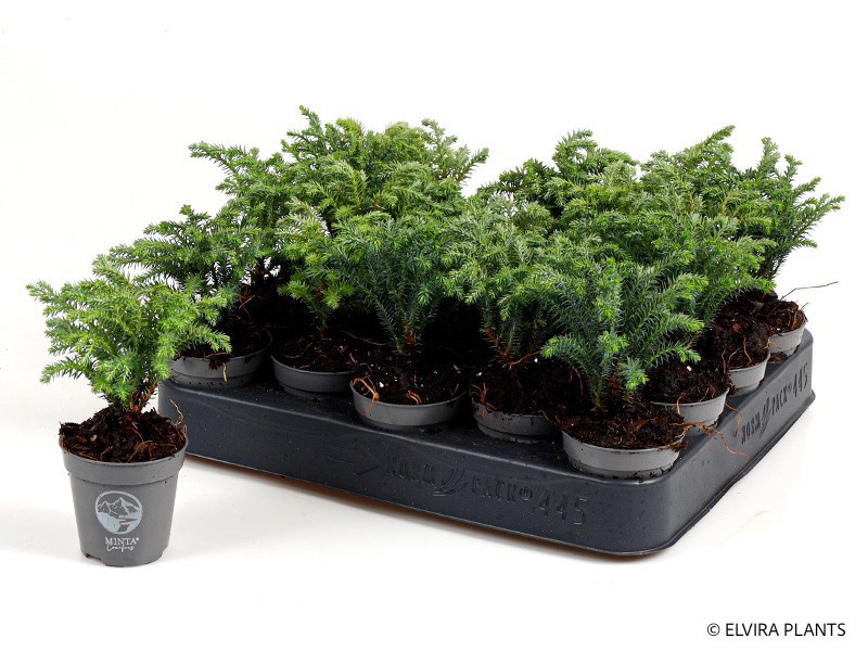 CHAMAECYPARIS PISIFERA 'Minta', D 6 cm