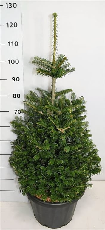 Abies koreana, D 38