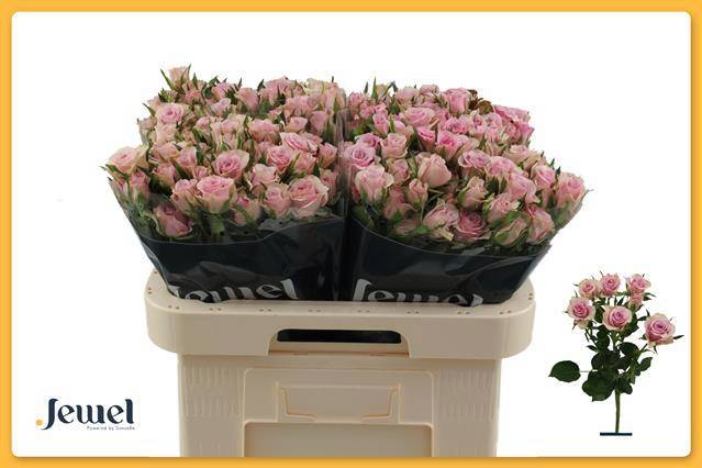 Роза куст. Лейла 60, шт.