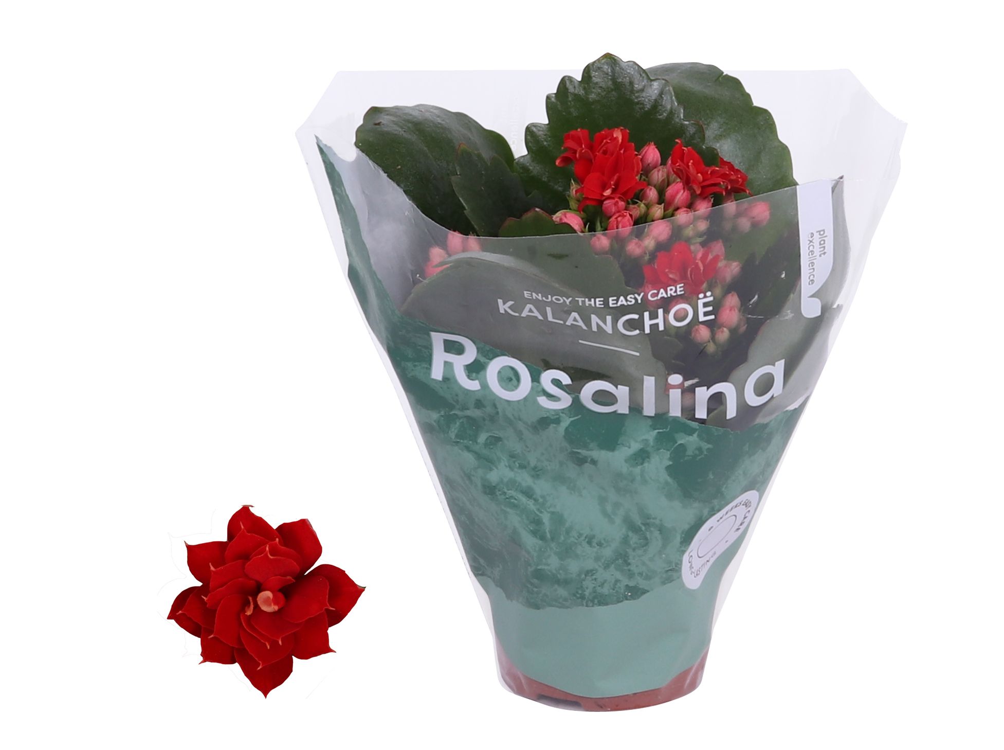 Kalanchoe Rosalina 06cm Don Justino rood, D 6