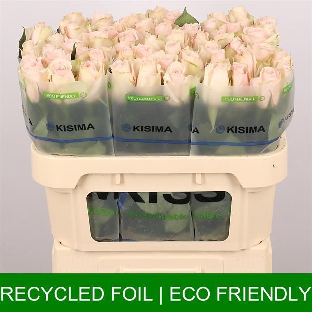 Роза од. Хай Энд Брайдал 70, шт.