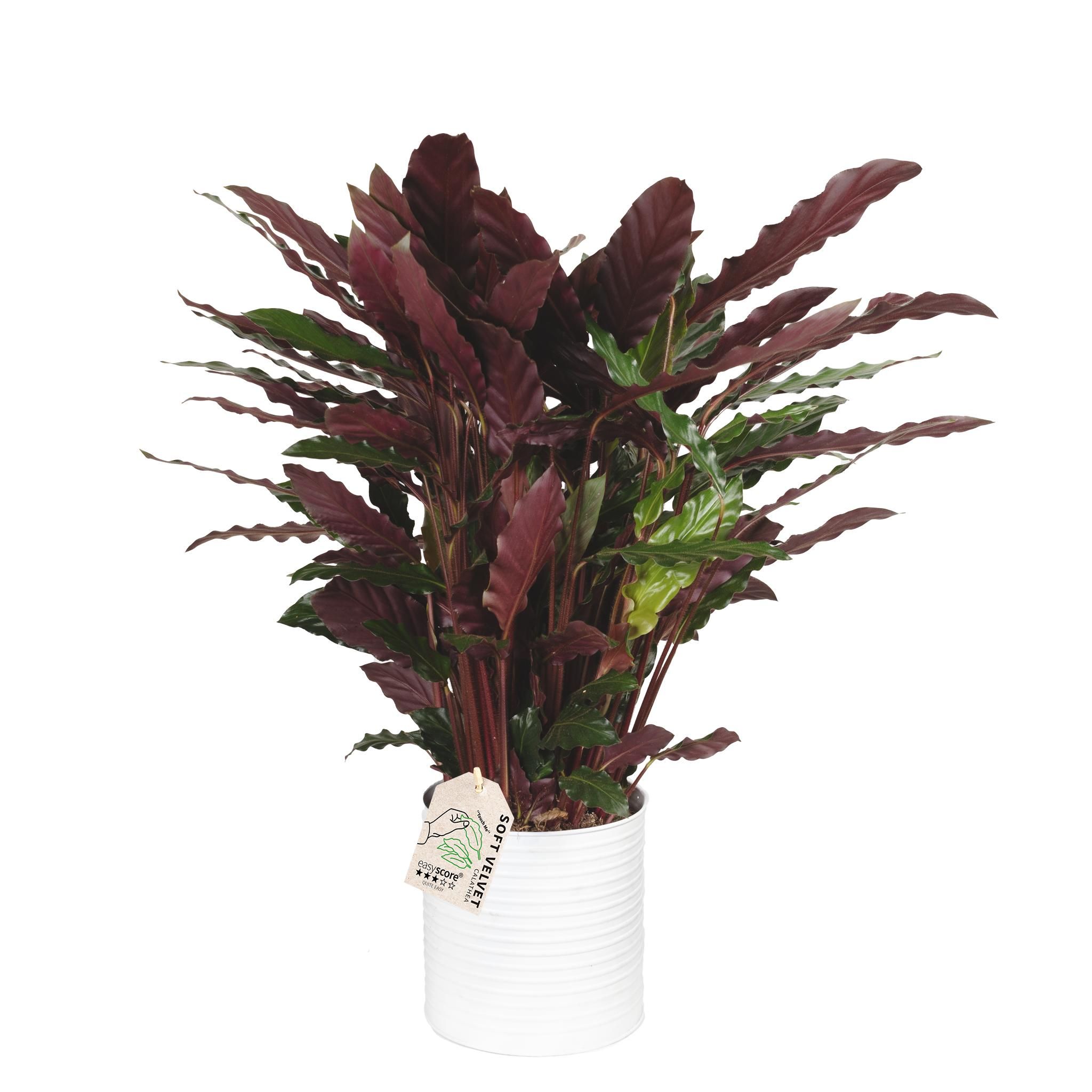 Can White, Calathea rufibarba, D 19