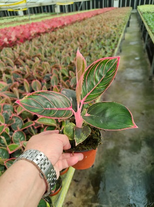 Аглаонема Ред липс 9 25