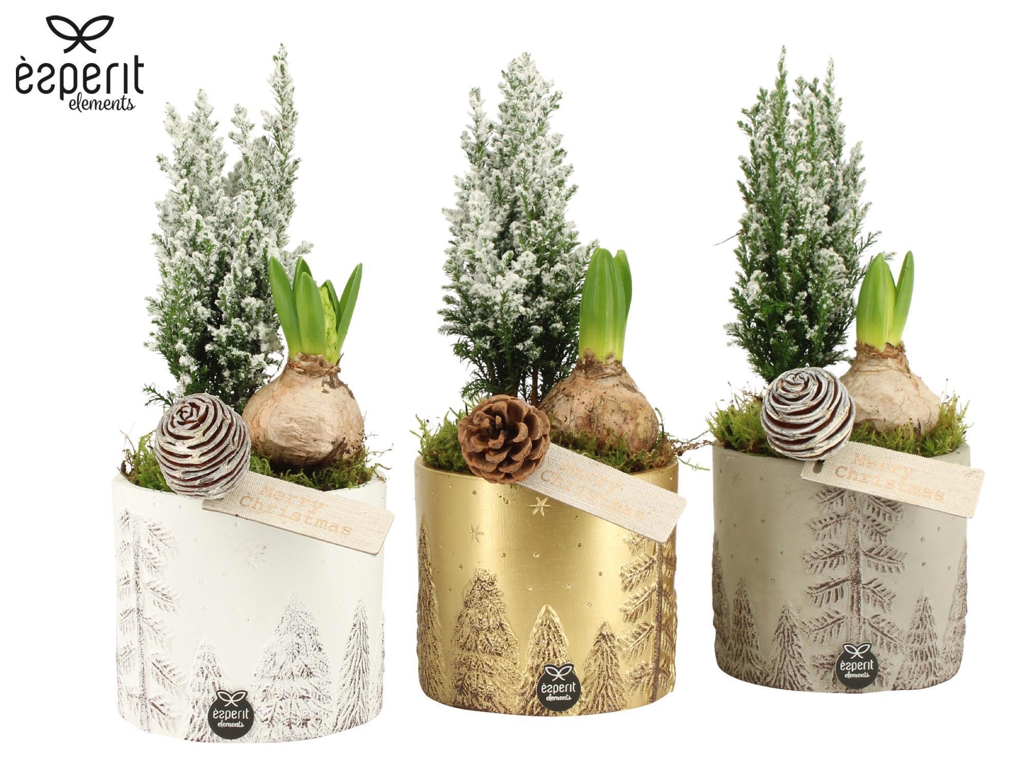 62116: X-mas arrangement, D 12