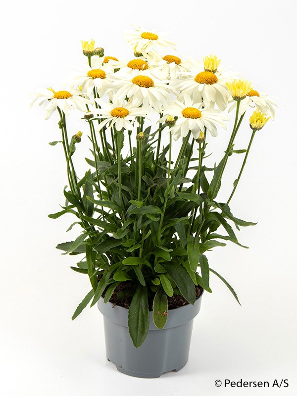 LEUCANTHEMUM MAXIMUM, D 17 cm