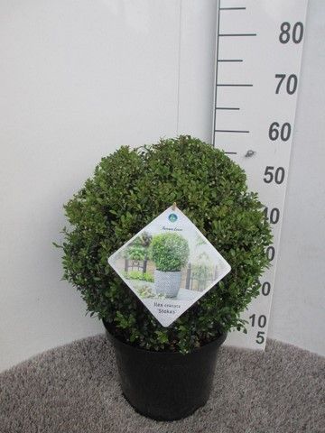 Ilex crenata Stokes 35 cm bol P30, D 30 cm