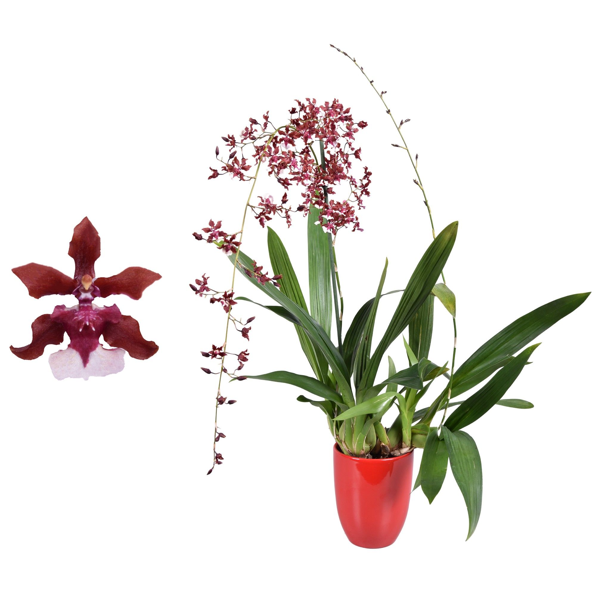 Oncidium Cherry Baby 2 tak met rood keramiek, D 14 cm