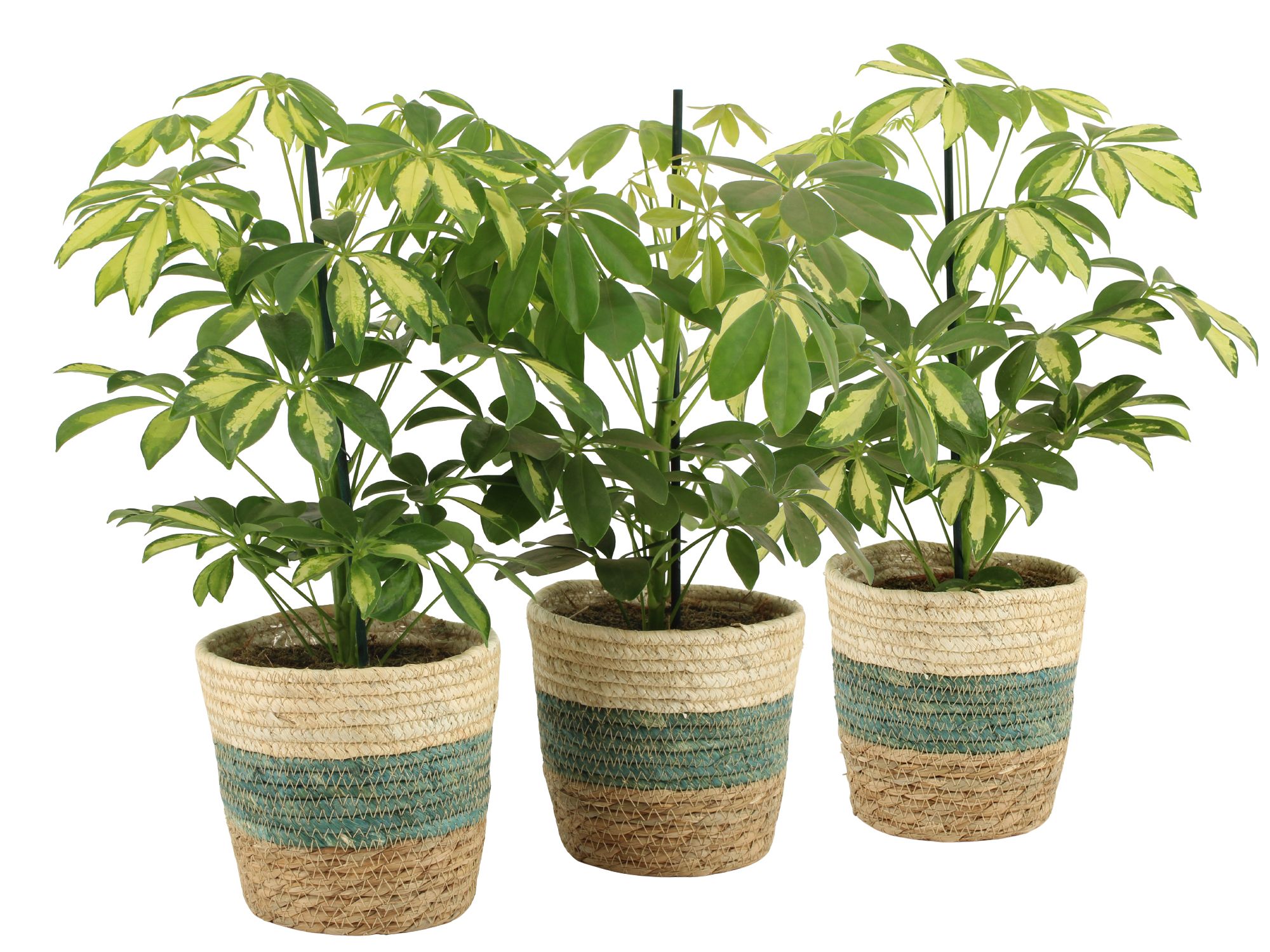 7501407: Solutionss Consideration, D 14