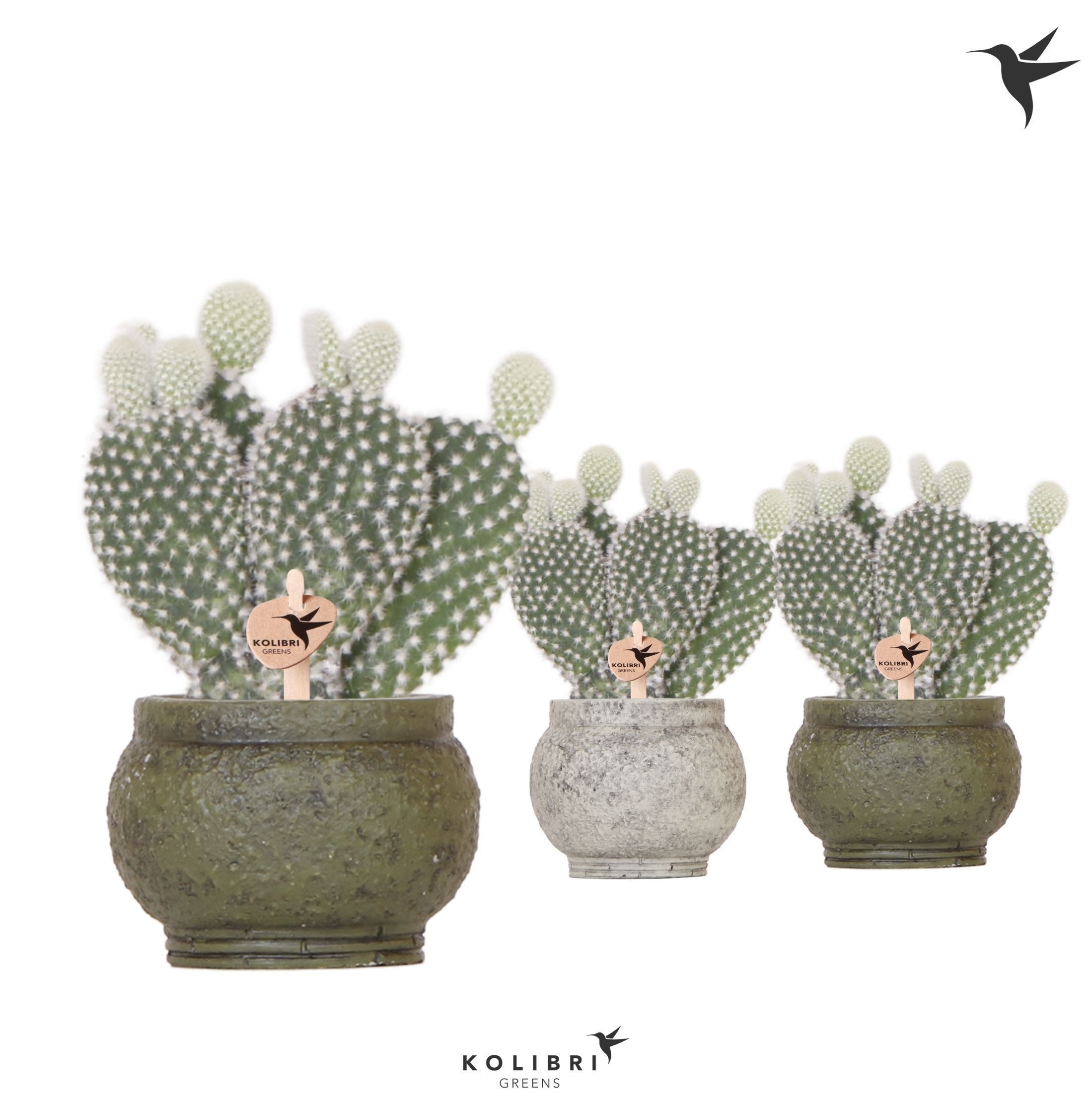 Kolibri Greens Opuntia white in Ancient pot green, D 6 cm