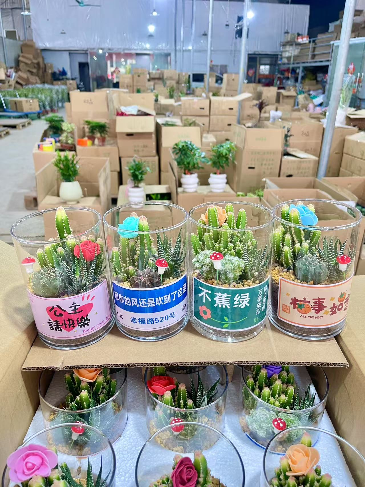 Толл гласс кактус 14 15