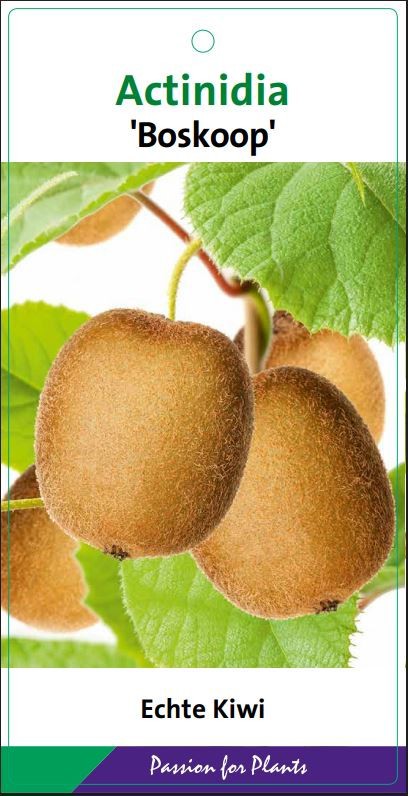 Actinidia d. 'Boskoop' 80CMC2, D 17 cm