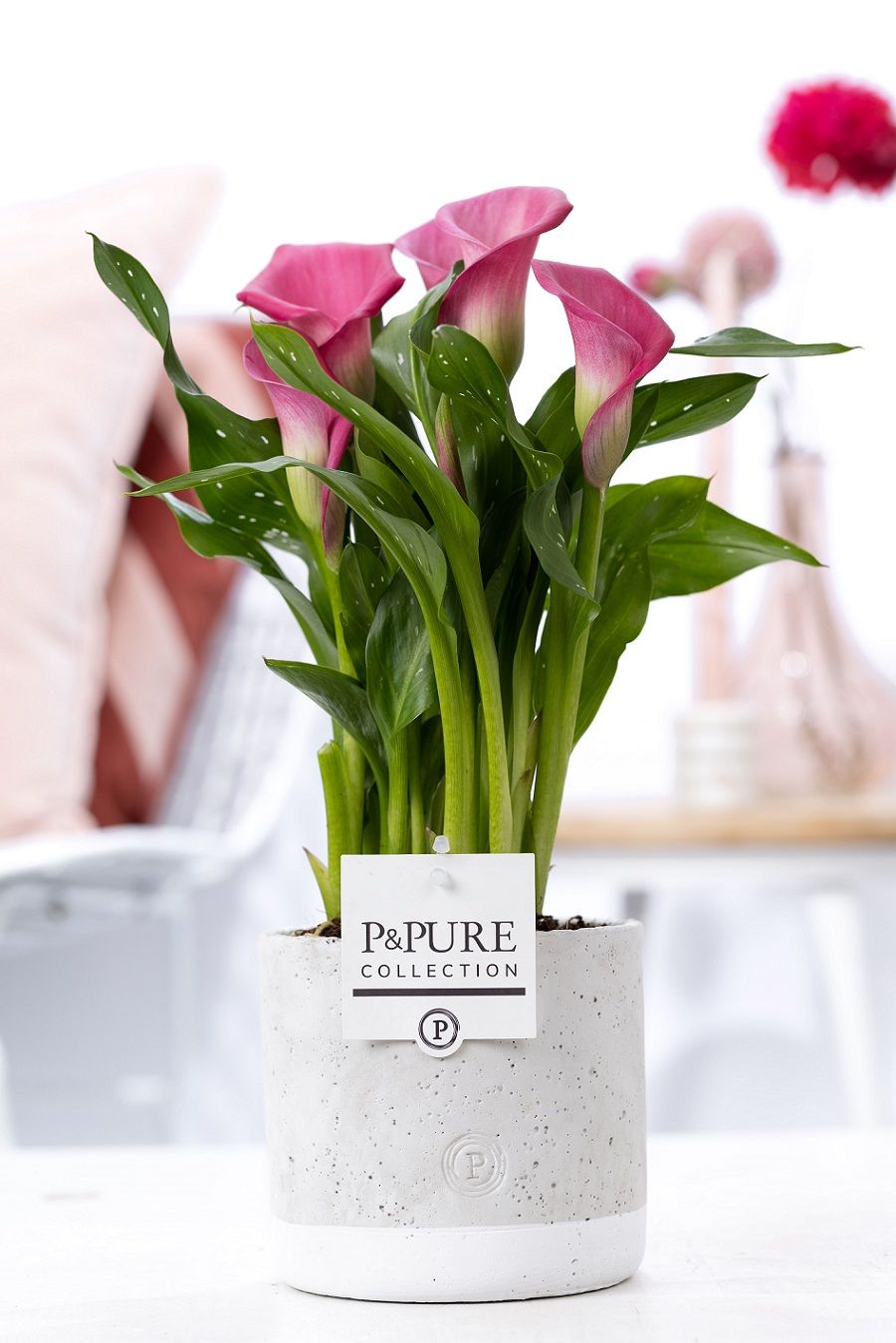 Zantedeschia pink in P&PURE Jade ceramics, D 12
