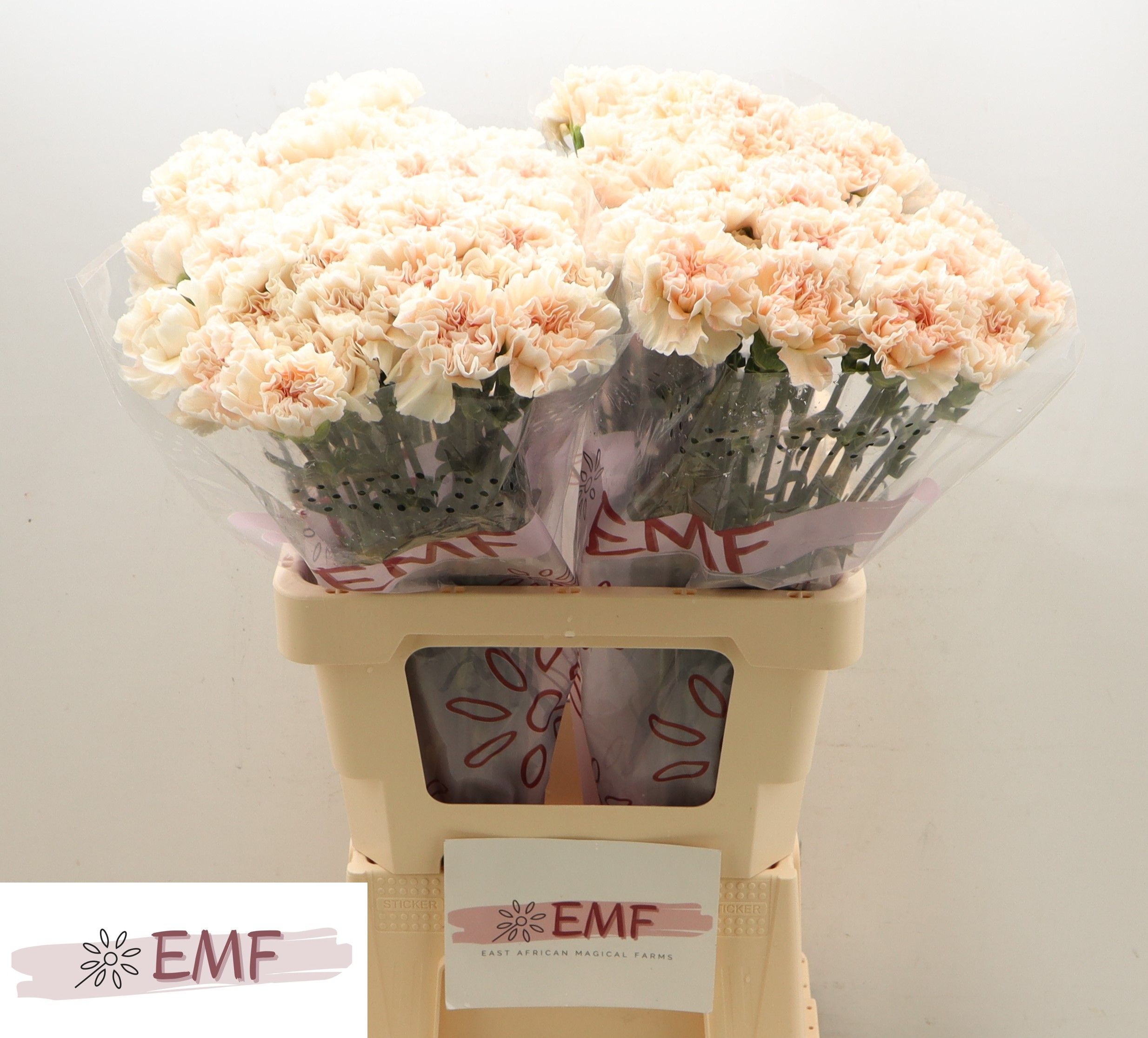 Диантус од. Пич Ти+ (крем.), шт.