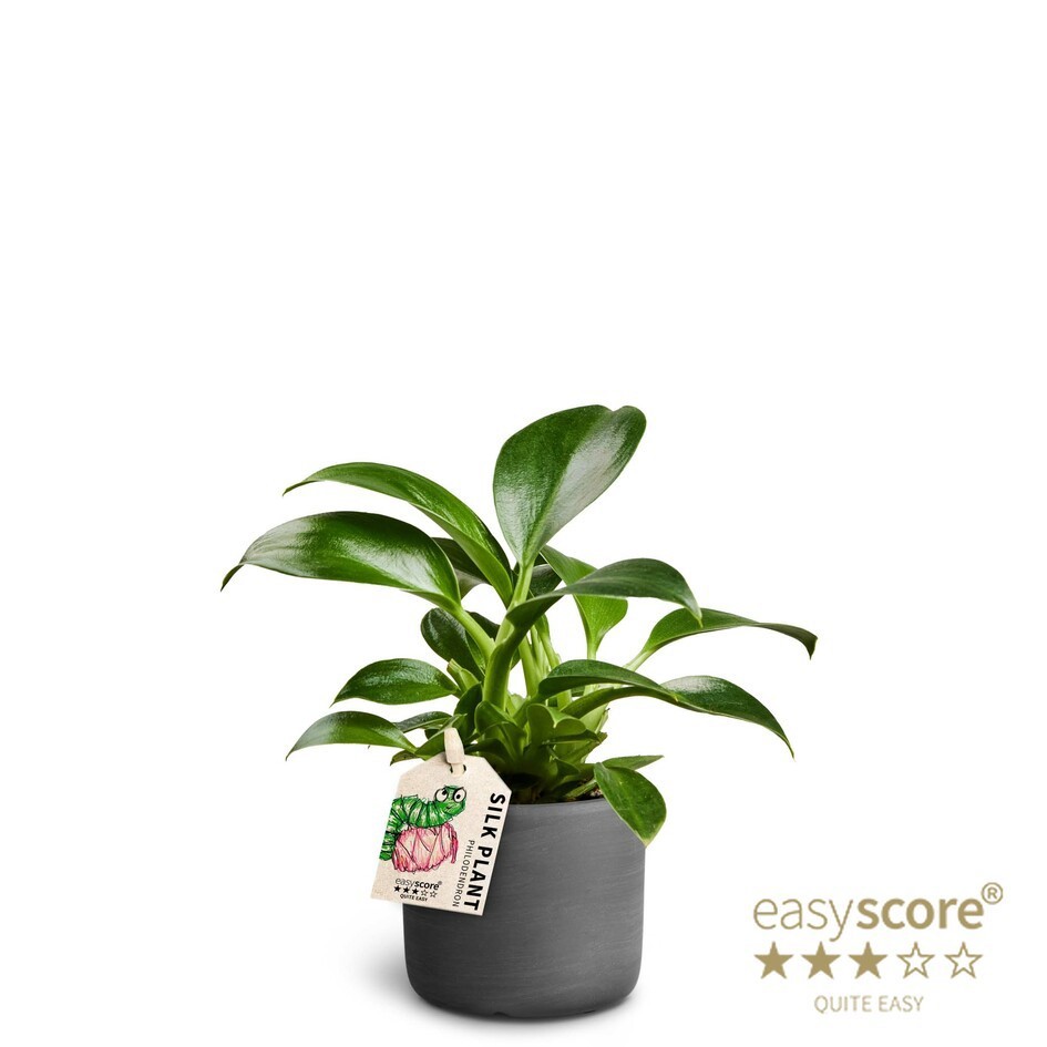 Raw Black, Philodendron ´Green Princess´, D 7 cm Raw Black, Philodendron ´Green Princess´, D 7 cm