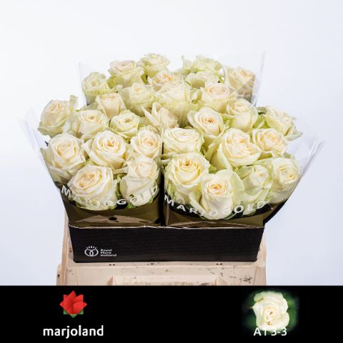 Роза од. Доломити 40, шт.