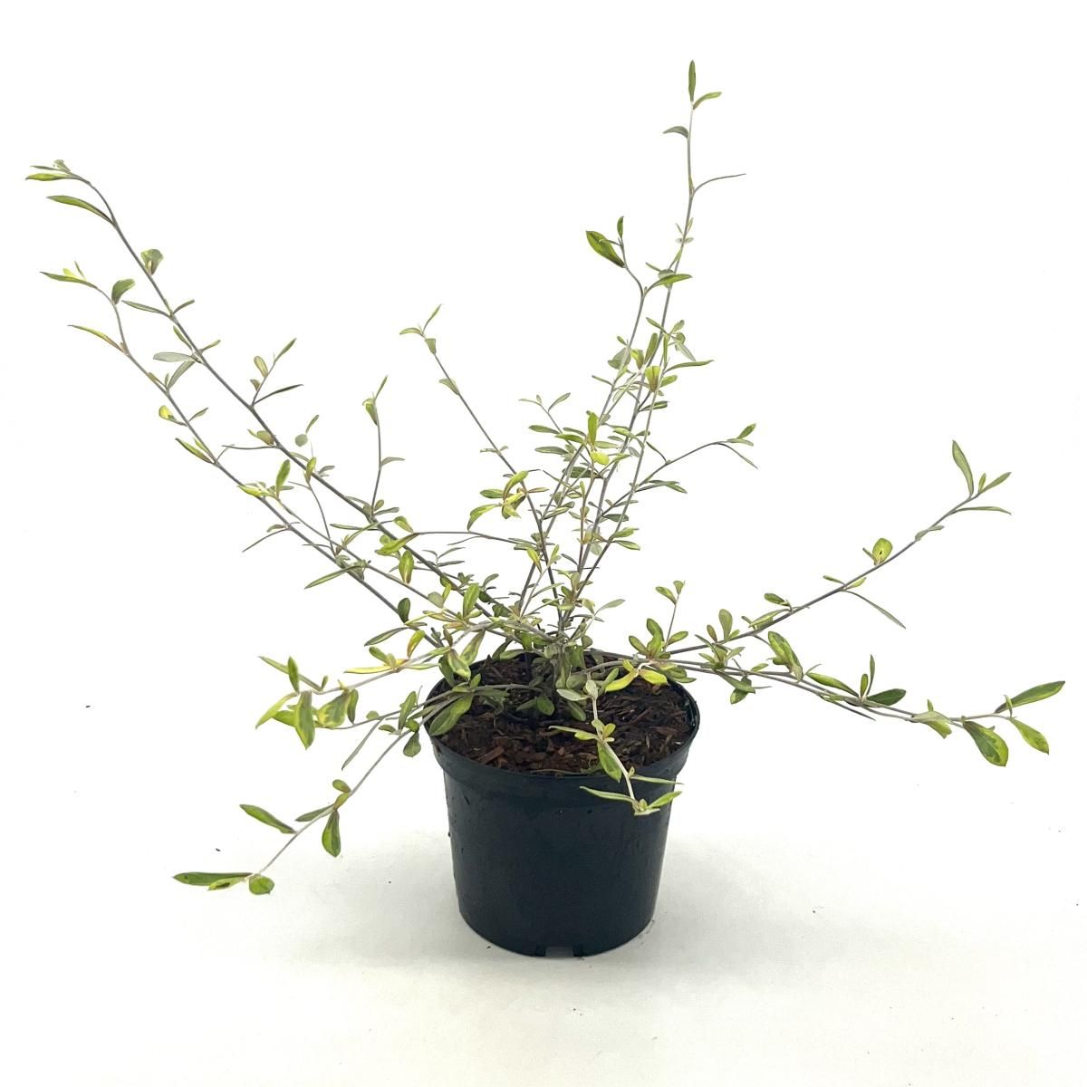 Corokia virgata 'Sunsplash', D 17