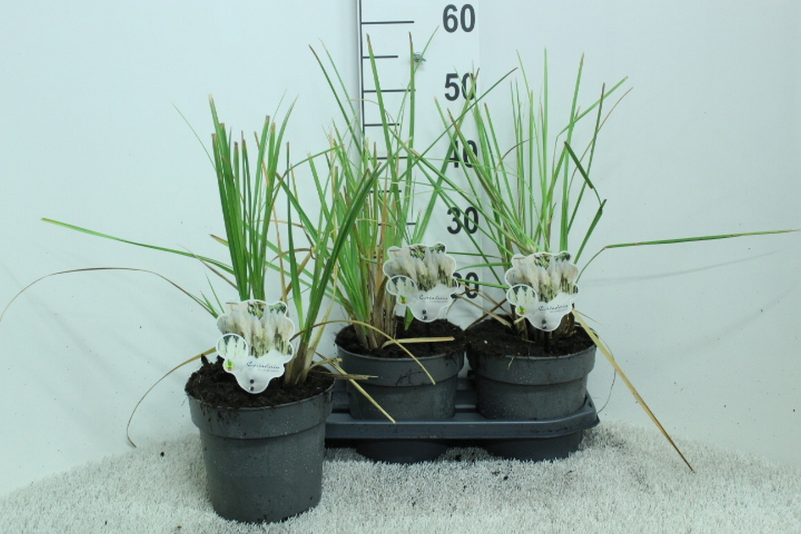 Cortaderia selloana 'Junior' P19, D 19