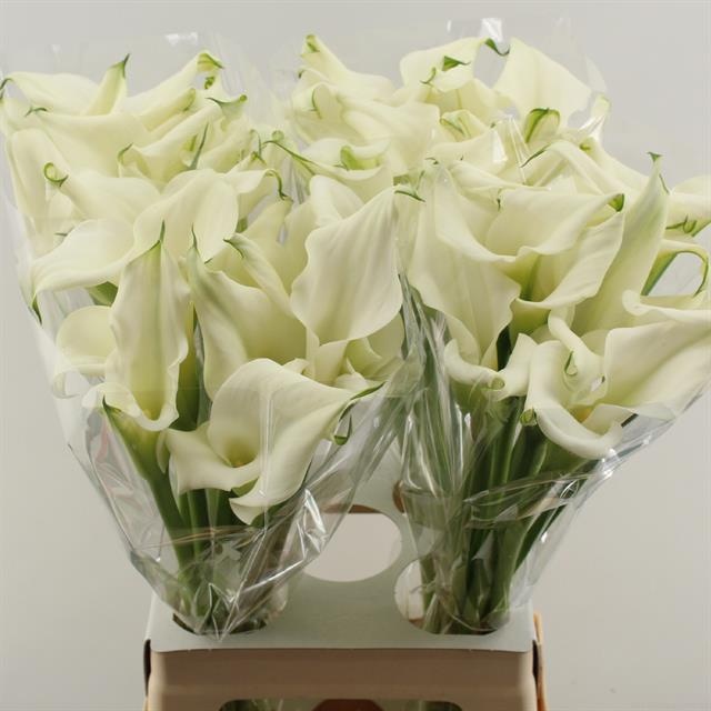 Калла Кристал Блаш 70, шт.