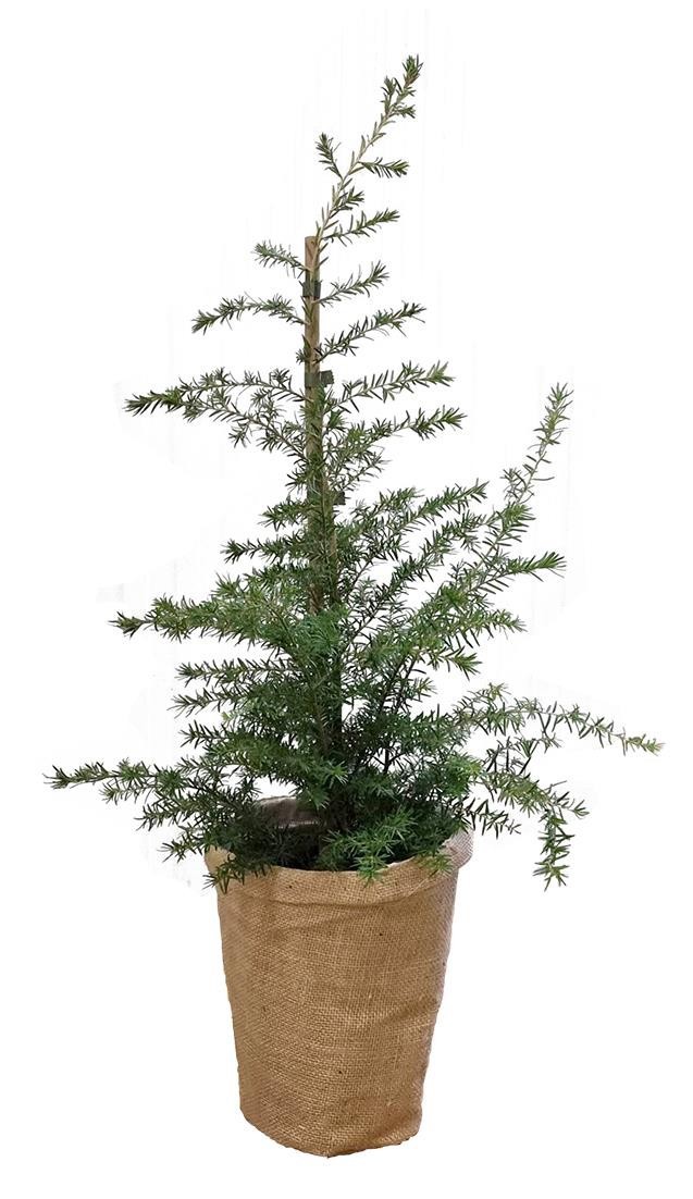 TSUGA HETEROPHYLLA, D 19 cm