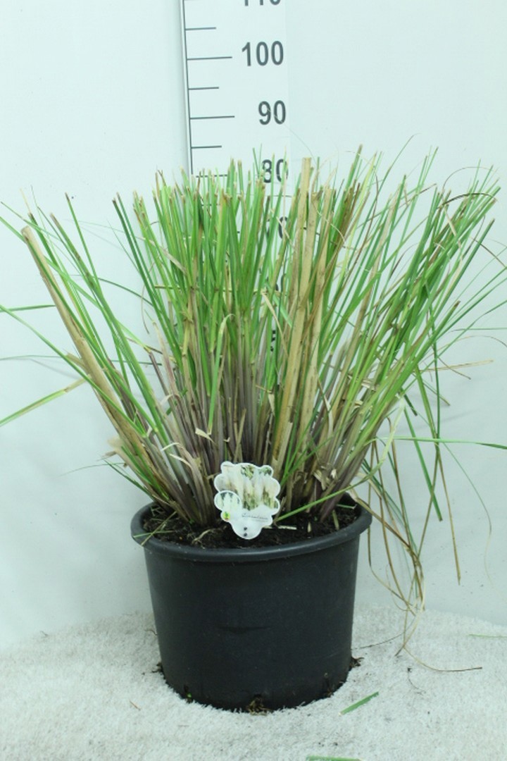 Cortaderia selloana 'Junior' P33, D 33