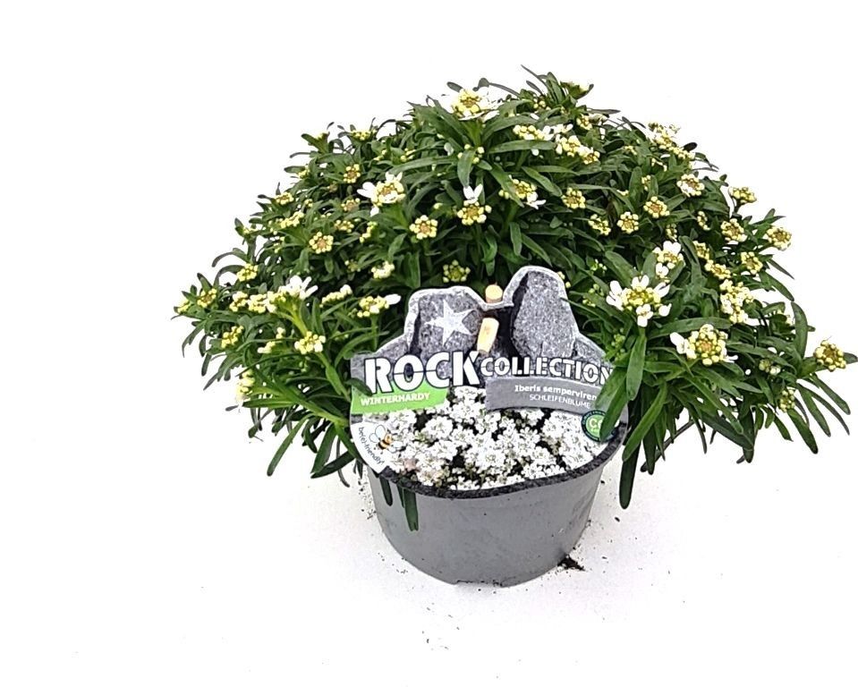 Iberis sempervirens Rockcollection Wit, D 13