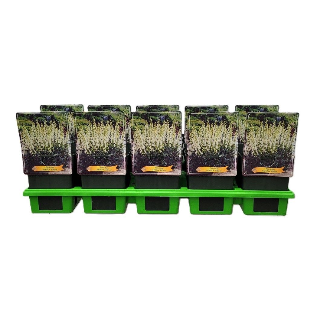 Aconitum napellus 'Album' P11, D 11
