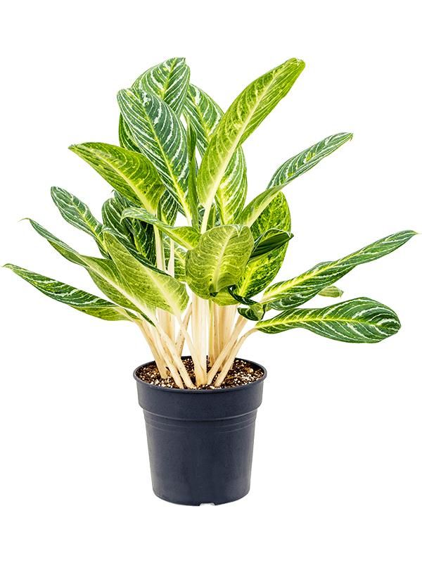 Aglaonema 'Key Lime', D 27