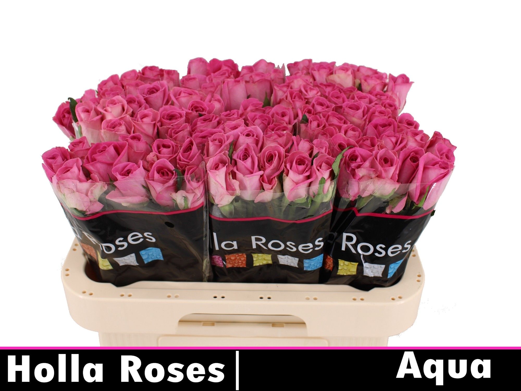 Роза од. Аква! 55, шт.