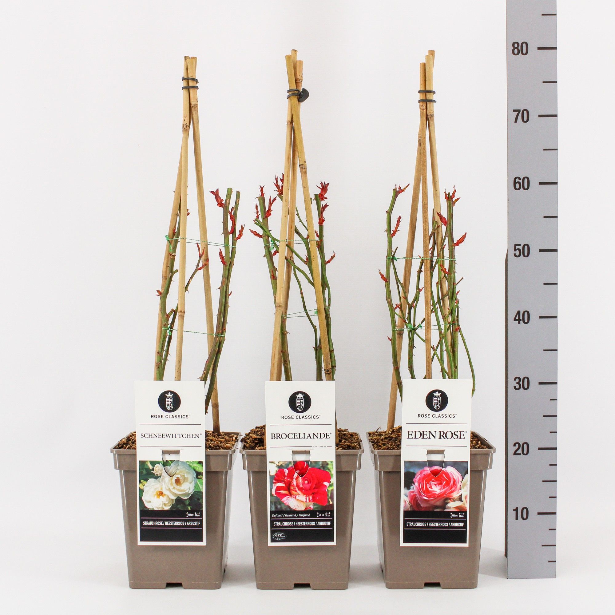 Rose Classics heester (H) mix, C5, 4 stok 75 cm, D 23