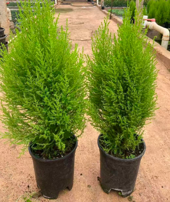 Купрессакие 1 галлон оф скентед пине 18 60