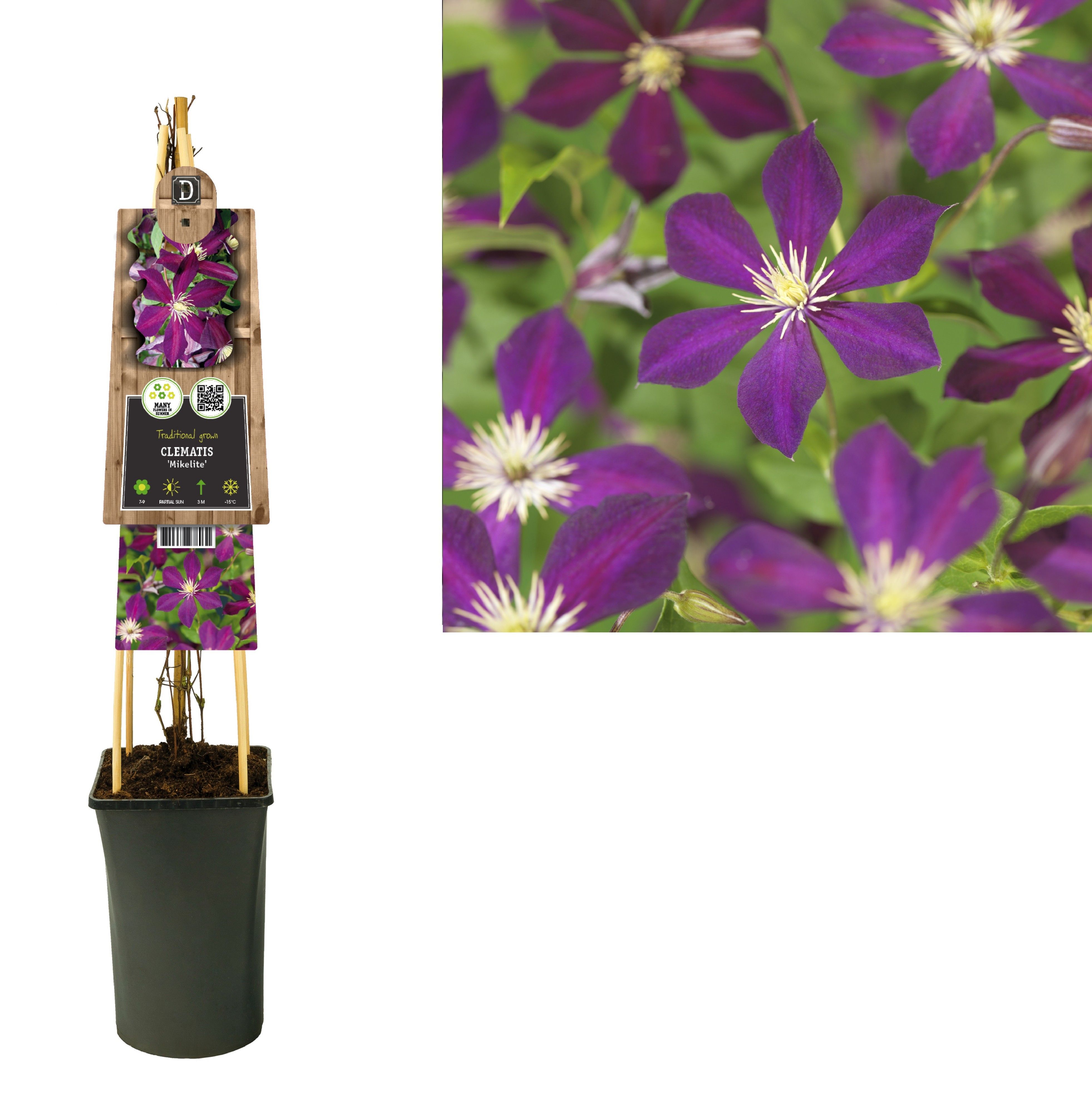 Clematis 'Mikelite' +3.0 label, D 17