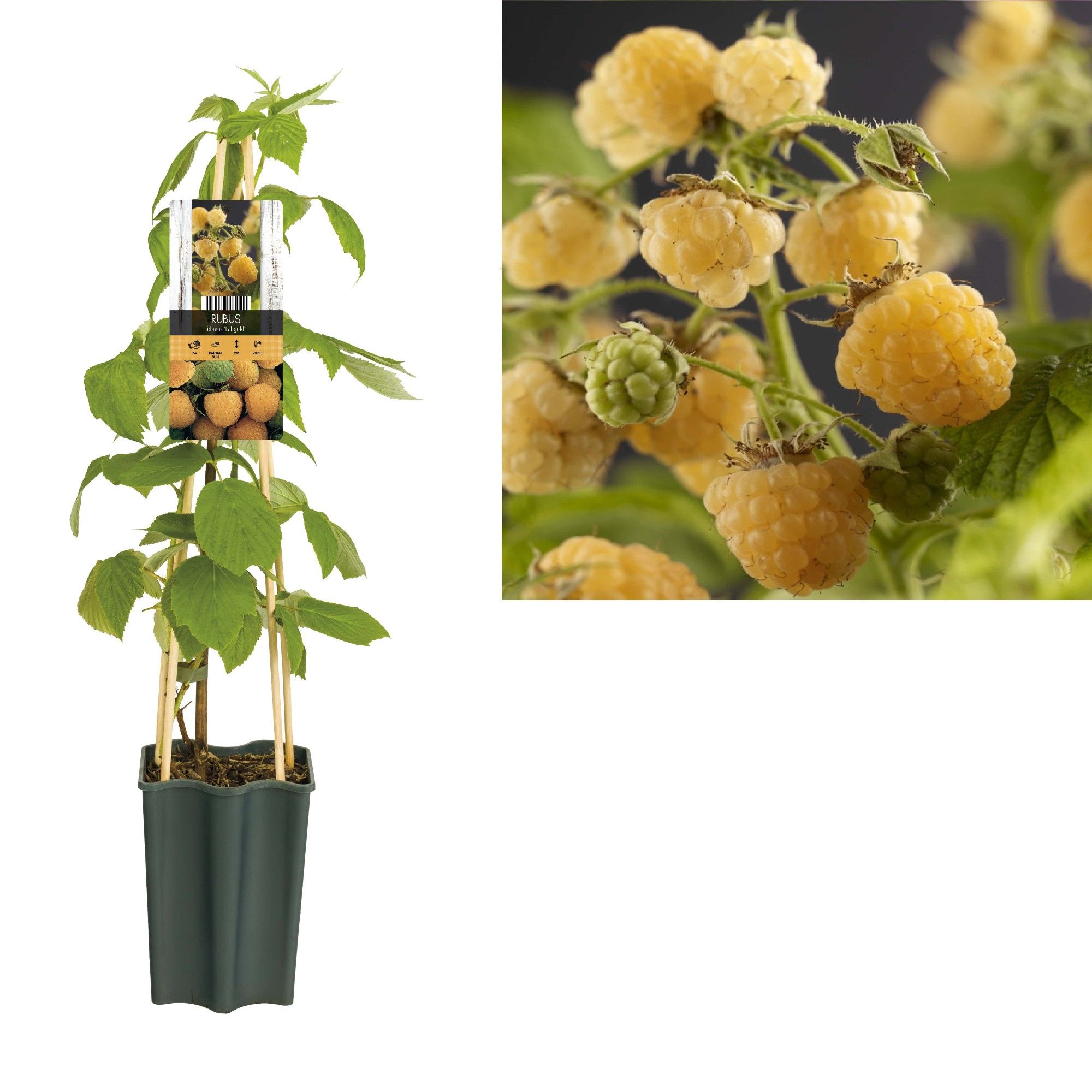 Rubus idaeus 'Fallgold' +light label, D 15 cm
