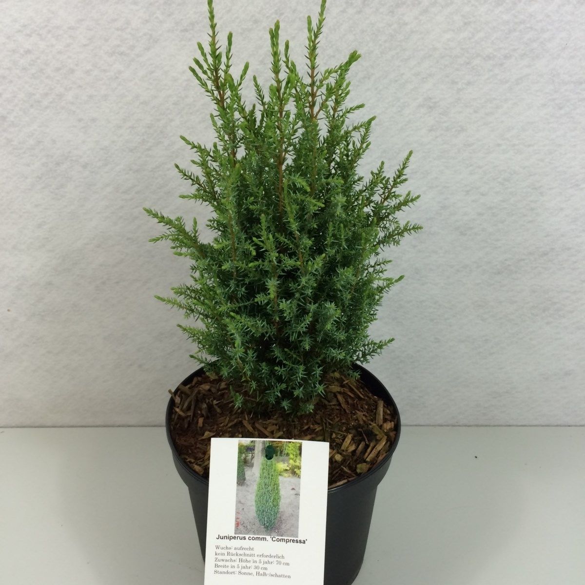 Juniperus communis 'Compressa', D 19