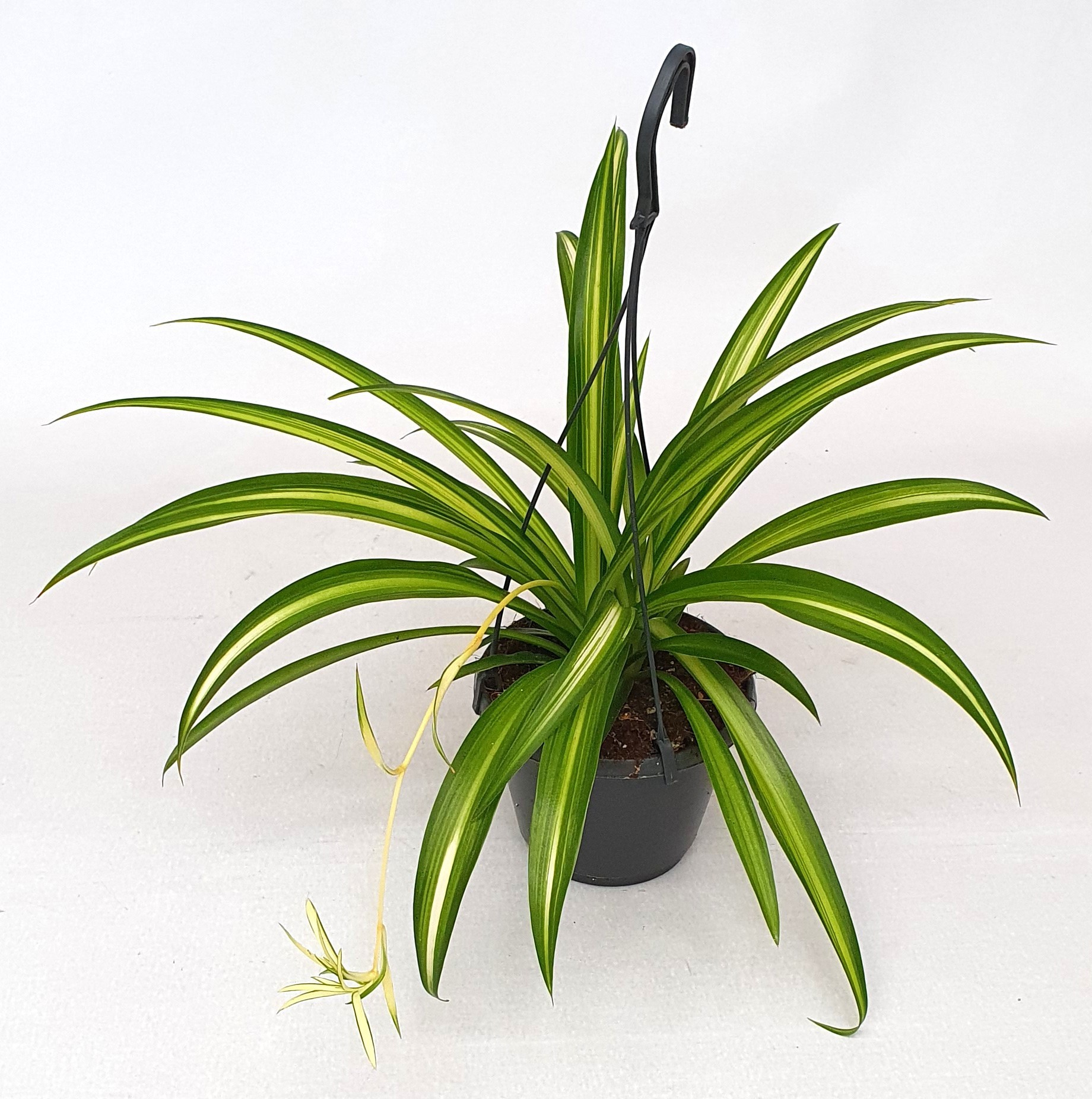 Chlorophytum com.'Hawaian Spider', D 14