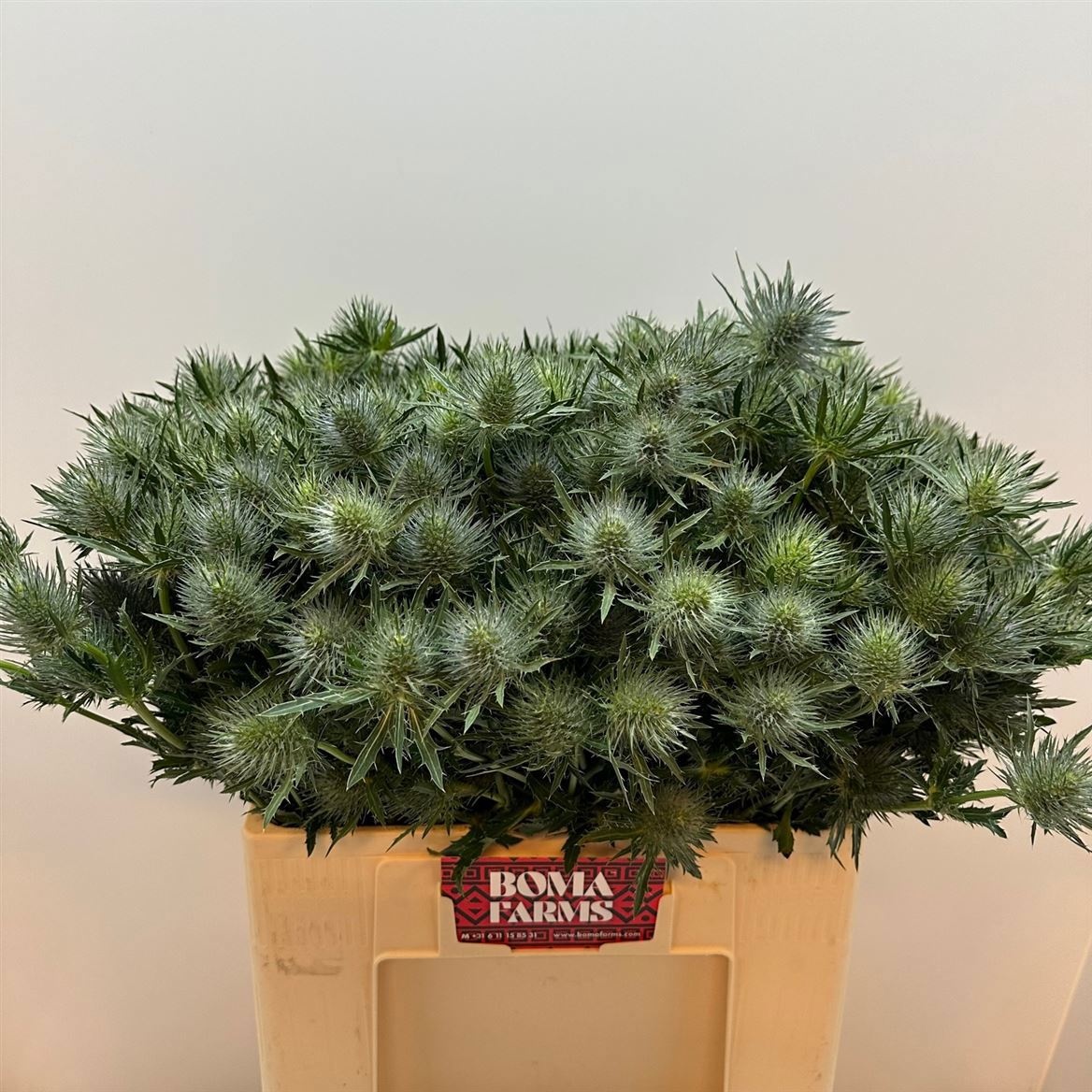 Эрингиум Мэджикал Анита 60, шт.