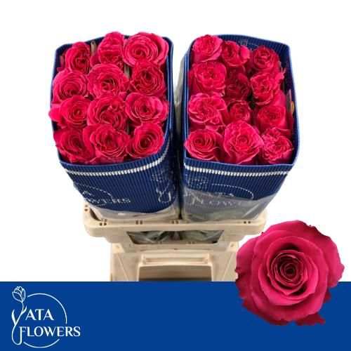 Роза од. Фул Монти 60 (ярко-роз.), шт.