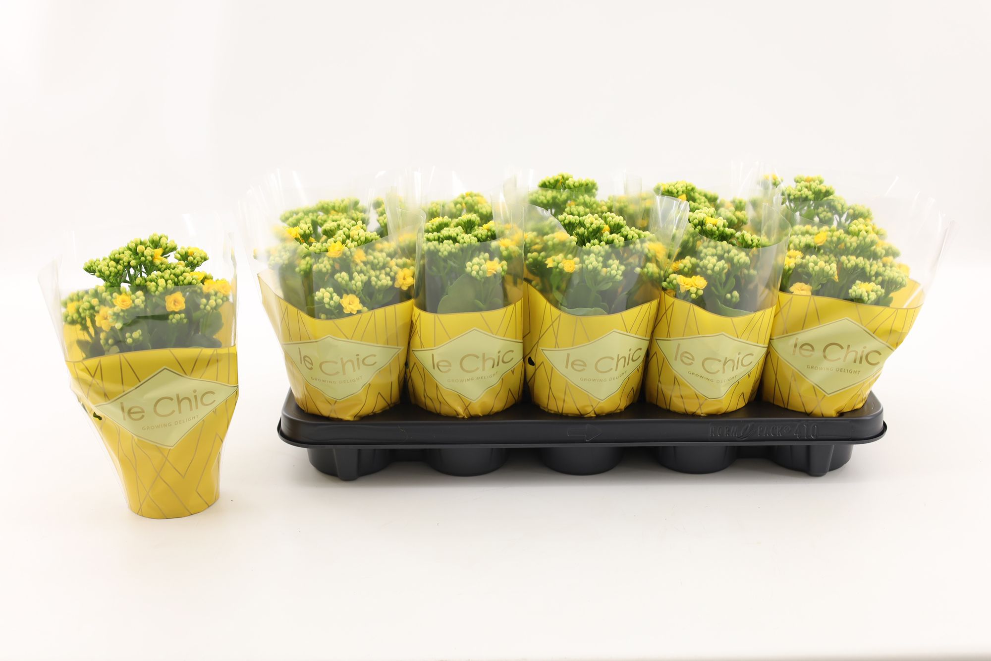 Kalanchoe Double, Le Chic Yellow, D 10,5