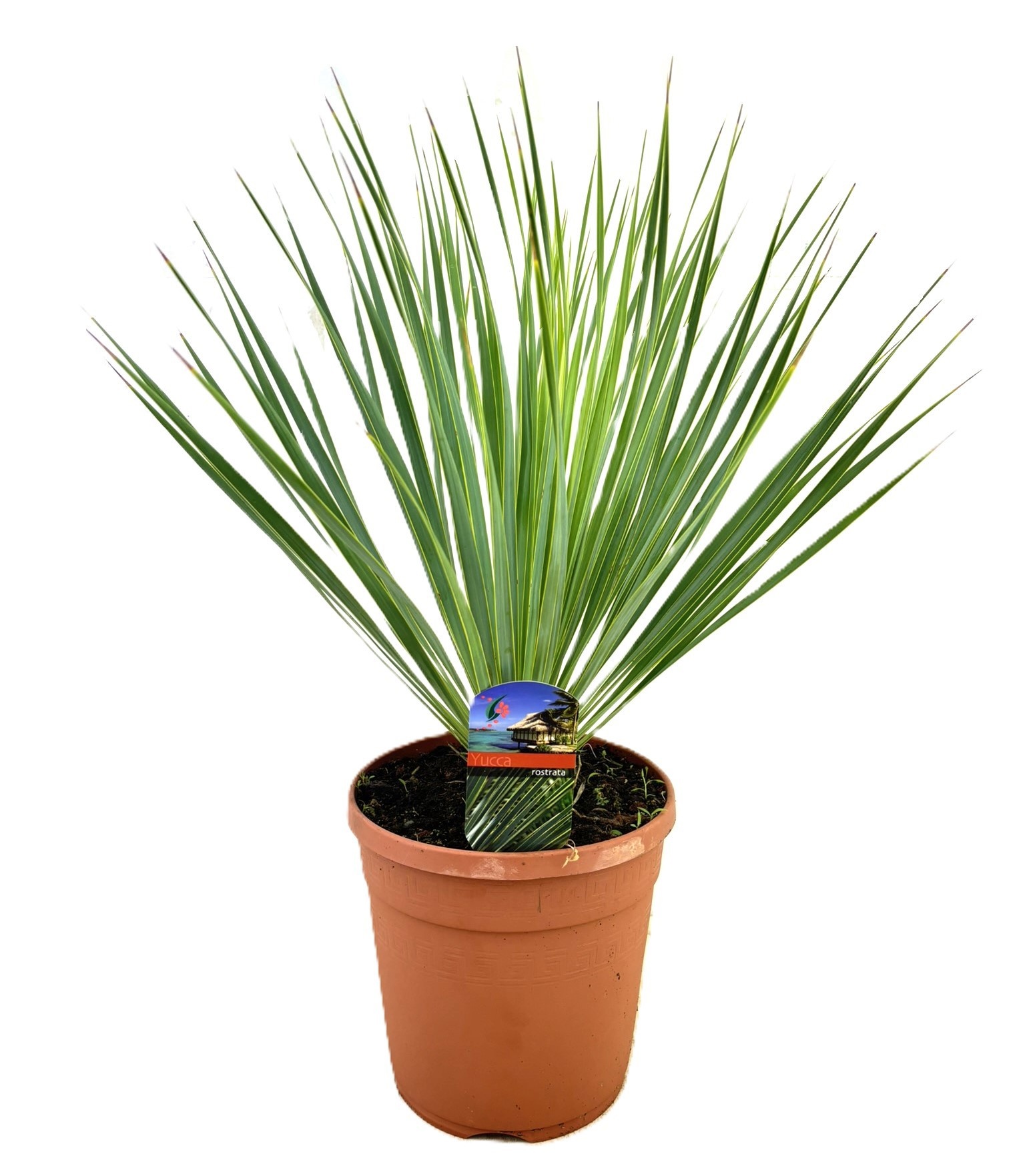 Yucca rostrata, D 21