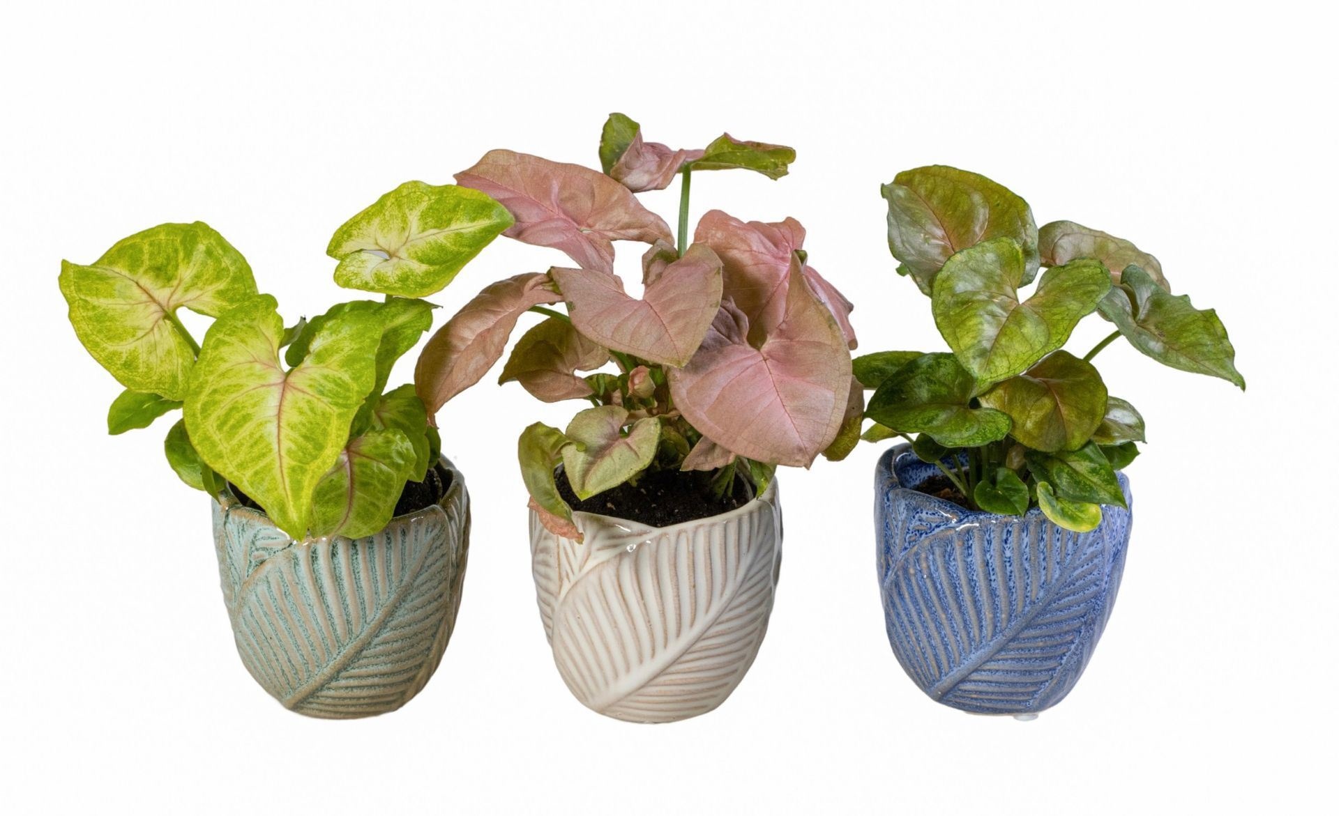 L 66075 With Syngonium Mix 6 cm, D 6